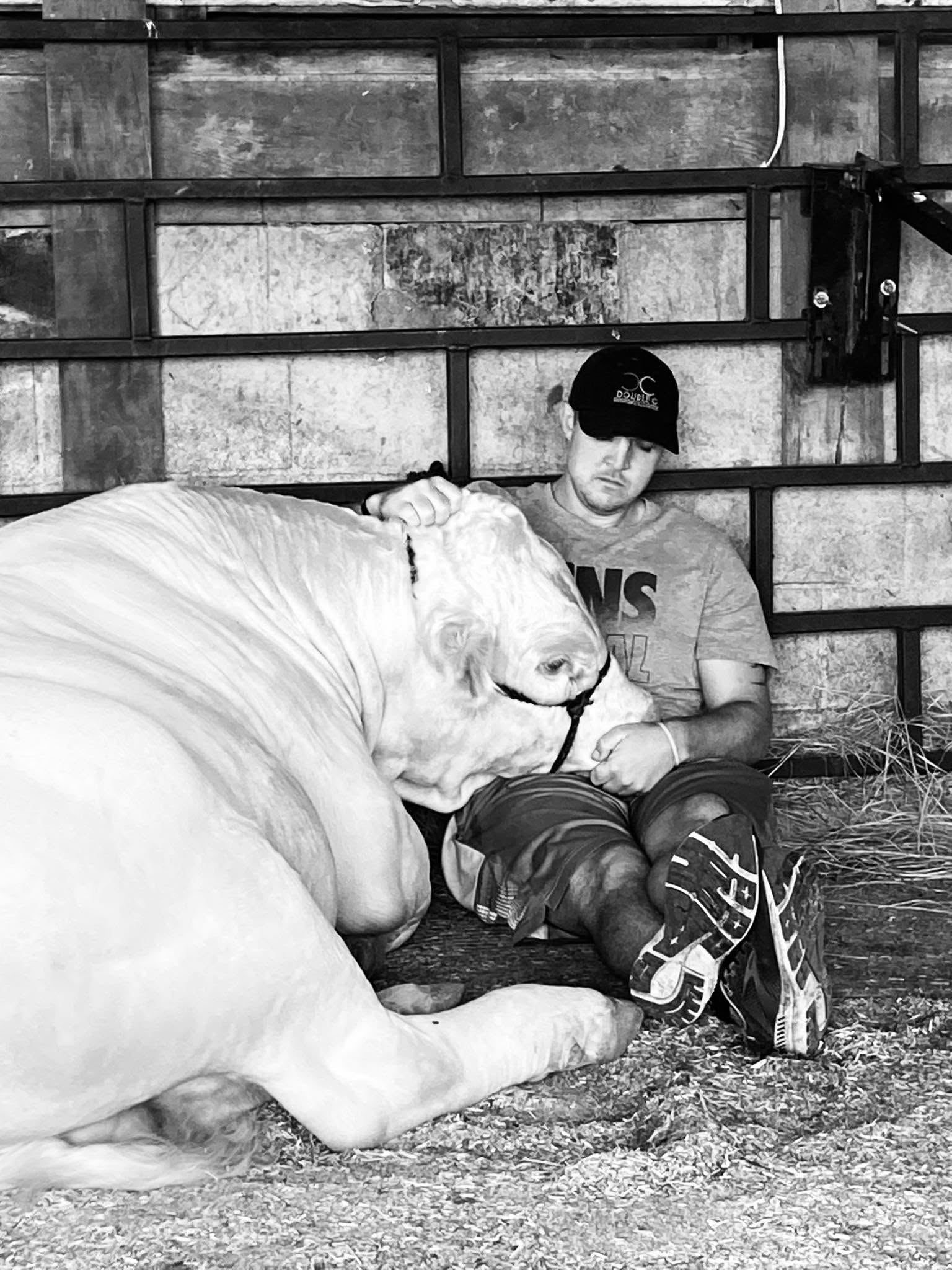 Cattle Farm Encourages Healing & Wellness